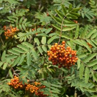 Rowan